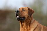 TOSA INU 457